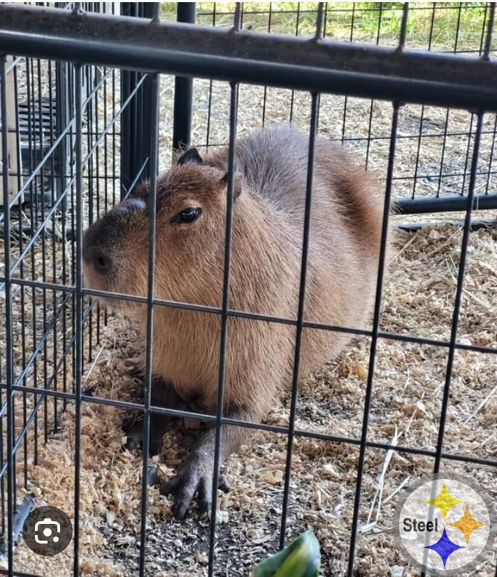 Capybara Cage
