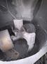 Simpson model 2.5G sand muller s/n E-7502004 with dust hood and drive