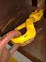 25 TON (50,000 LBS) CLAMP-CO MODEL #NS25 BEAM LIFTING CLAMP: YOBRO #24843