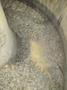 7 CUBIC FOOT X 48" SWECO MODEL #FMD7LR VIBRATORY BOWL PARTS FINISHER: STOCK #23140