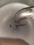 AEC Whitlock Nomad PD1DQ Dryer, 2008