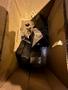 3" X 3" X .250 WILLIAMS - WHITE MOLINE ANGLE SHEAR STOCK #2840
