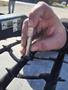 2022 Peterbilt 567 Stock #804179