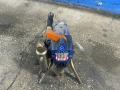 Graco Paint Sprayer - Nova 390