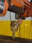 2000 LBS (1 TON) WRIGHT MODEL #W1 CABLE HOIST W/ POWERED TROLLEY: STOCK #18743