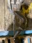 MILCO 665-12003-51 Pinch Type Weld Gun USED