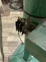 2-1/2" STERLING DRILL GRINDER: STOCK #81231