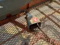 JLG INDUSTRIES 1000 LBS PROPANE TELESCOPING MAN LIFT   -  800A