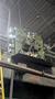 1000 Ton x 16′ Cincinnati CNC Press Brake, 1974 – CNC 150 Autogauge Control, 34′ Overall Length