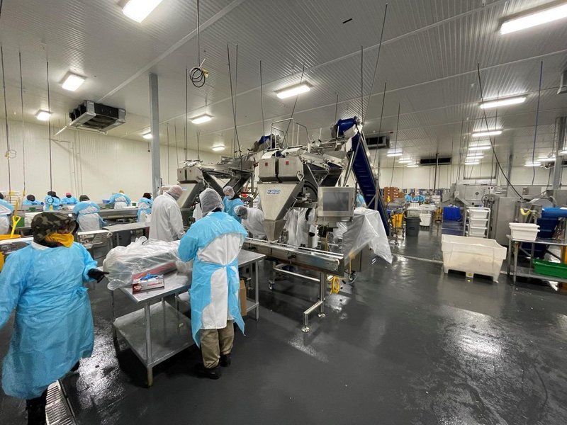 Complete System for Produce Filling Including (2) Weighpack Primolinear C-10 Two-Lane Linear Net Weighers with (2) Incline Infeed Conveyors and Floor Stands