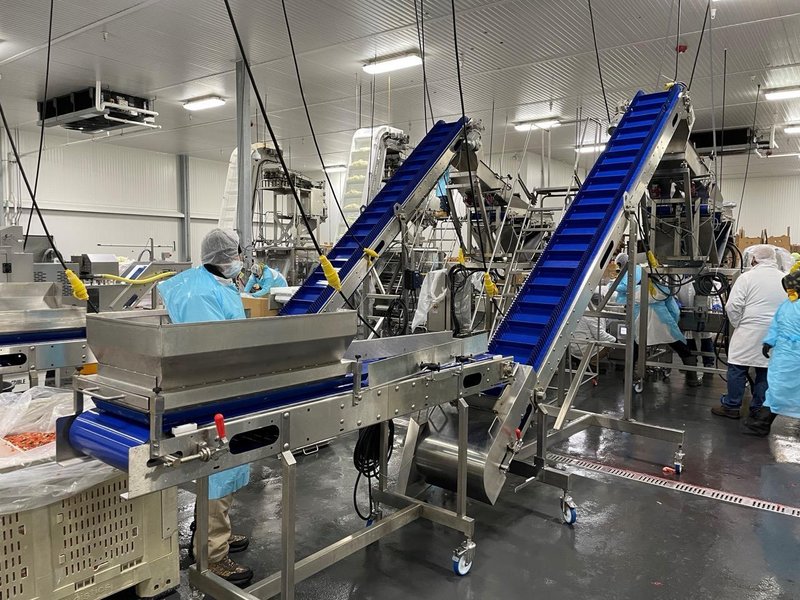 Complete System for Produce Filling Including (2) Weighpack Primolinear C-10 Two-Lane Linear Net Weighers with (2) Incline Infeed Conveyors and Floor Stands