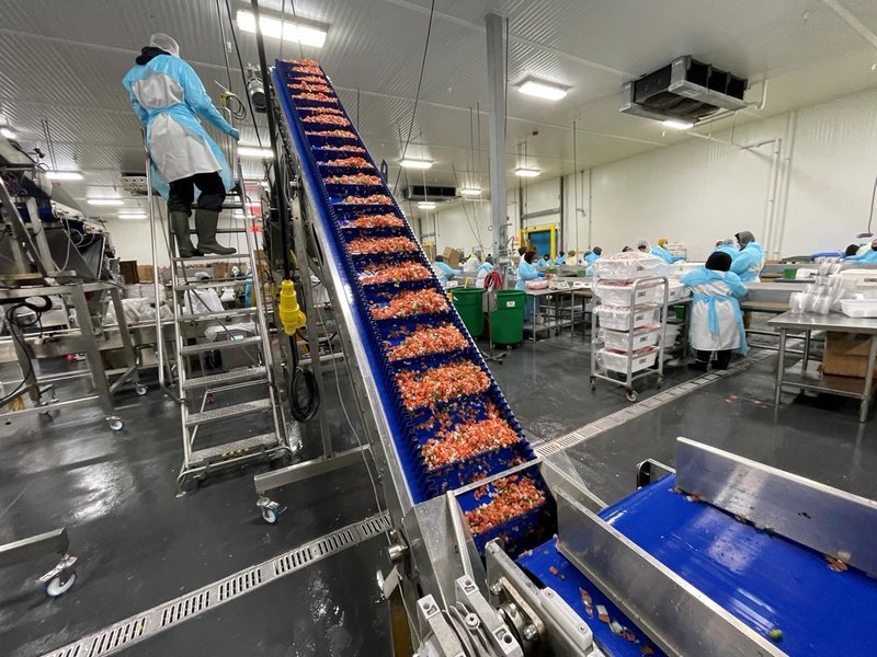 Complete System for Produce Filling Including (2) Weighpack Primolinear C-10 Two-Lane Linear Net Weighers with (2) Incline Infeed Conveyors and Floor Stands