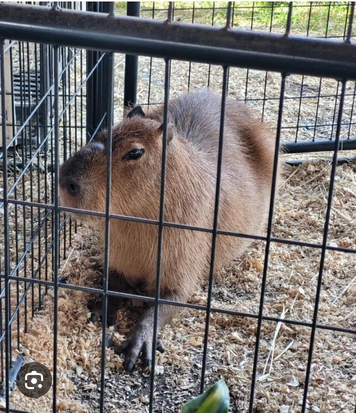 Capybara Cage